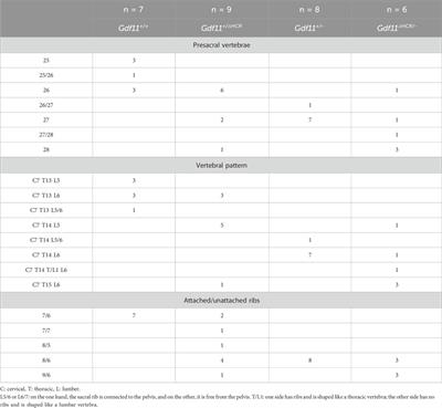 Functional analysis of a first hindlimb positioning enhancer via Gdf11 expression